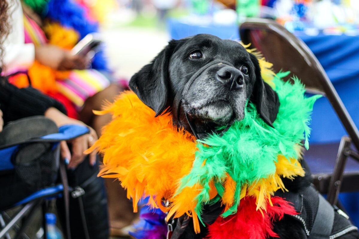 Who Let the Dogs Out? Pick a Dog-Friendly Festival for Your Fido