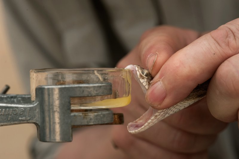 Snake Milker 🐍 (image credits: wikimedia)