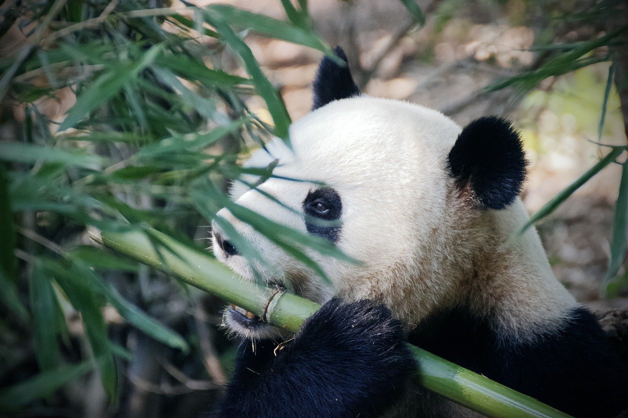 Panda Nanny 🐼 (image credits: pixabay)