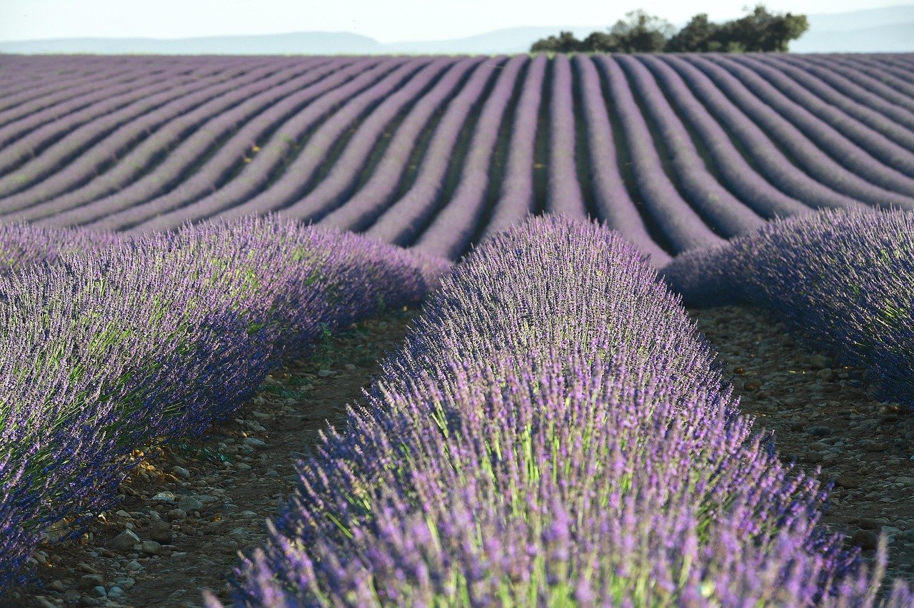 The Romantic Charm of Provence (image credits: pixabay)