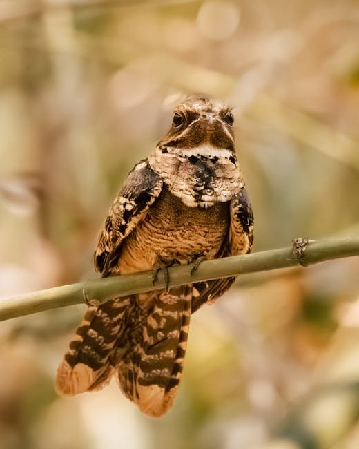 Lyrebirds – The Masters of Mimicry (image credits: pexels)
