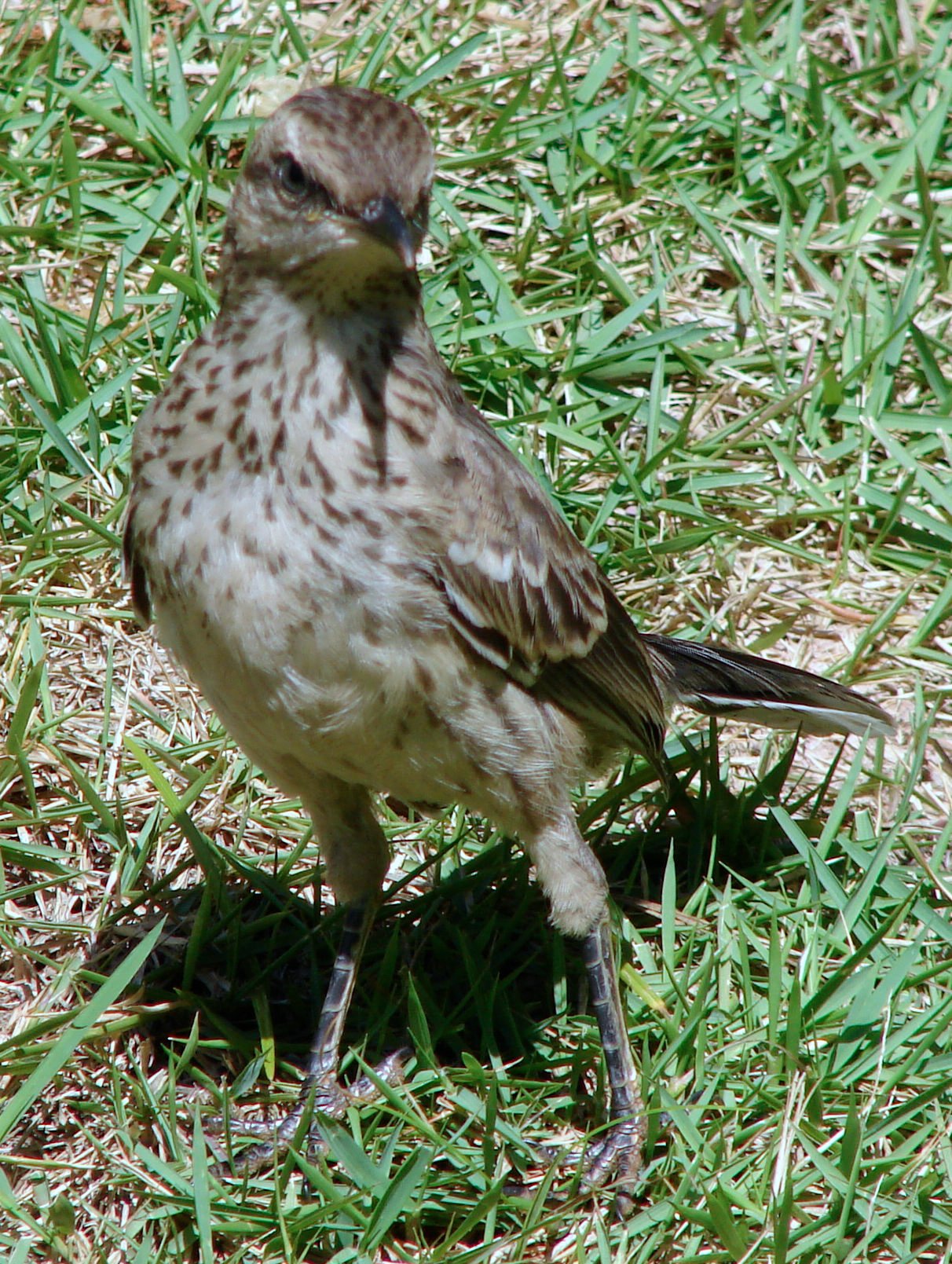 Mockingbirds – The Natural Remix Artists (image credits: wikimedia)