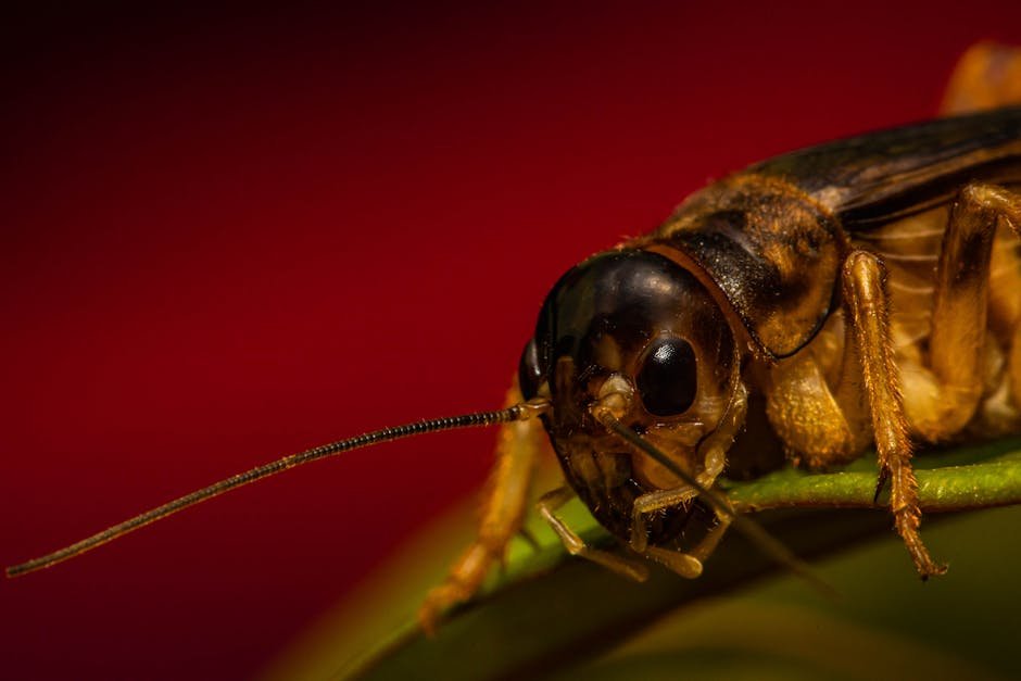 Crickets – The String Instrument Players (image credits: pexels)