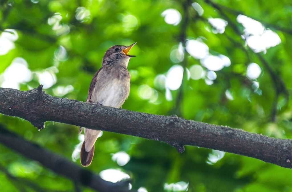 15 Animals That Make the Best Musicians: Nature’s Most Talented Performers