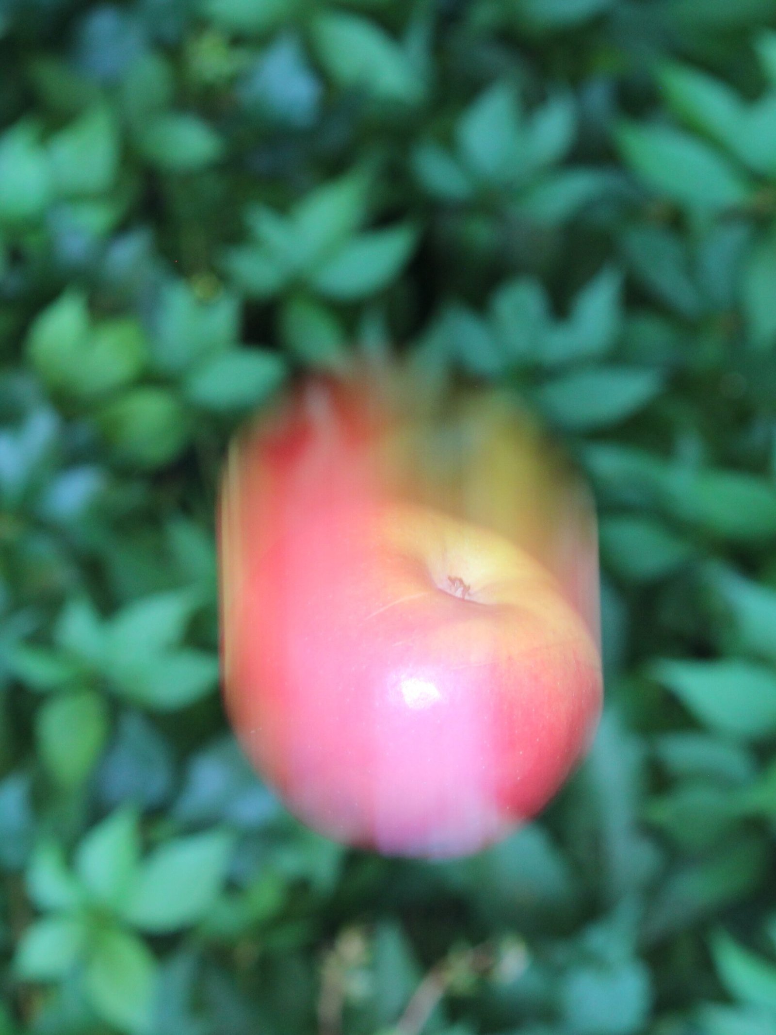 1. Newton’s Apple Moment (image credits: wikimedia)