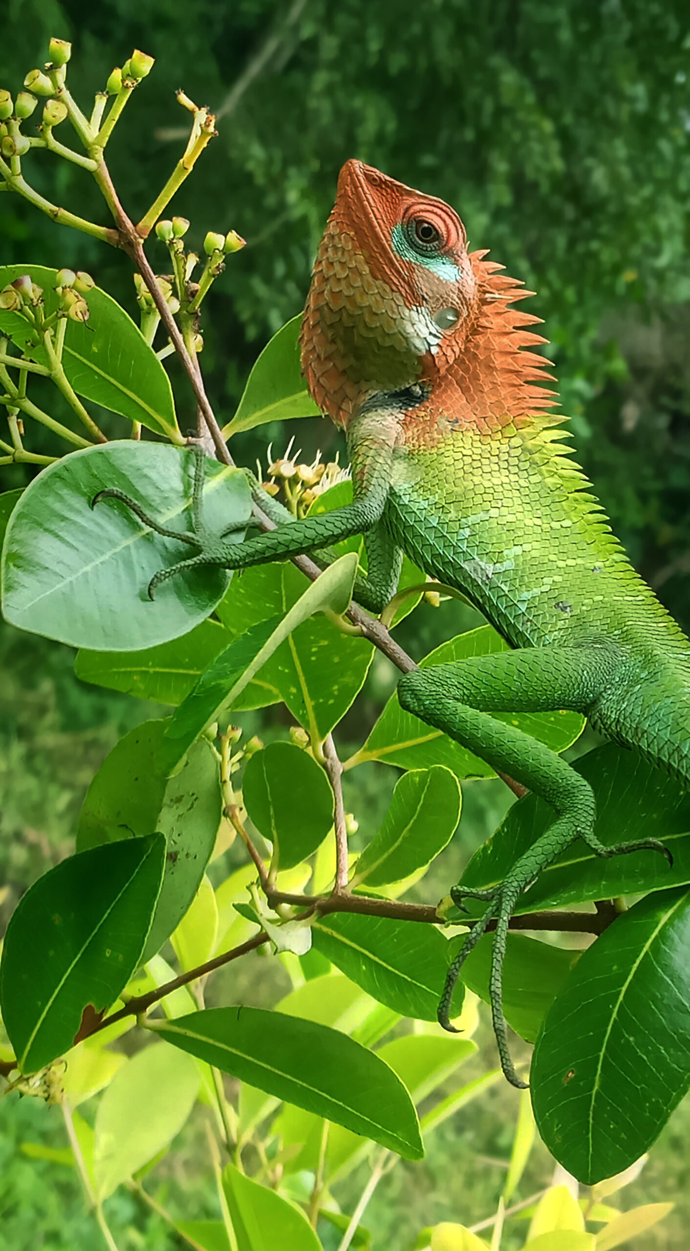 Chameleons Change Color to Blend In (image credits: wikimedia)