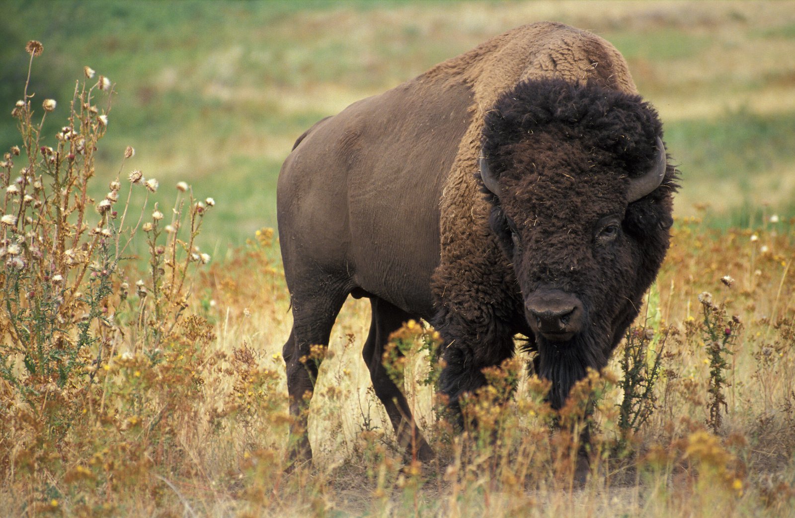 The American Bison (image credits: wikimedia)