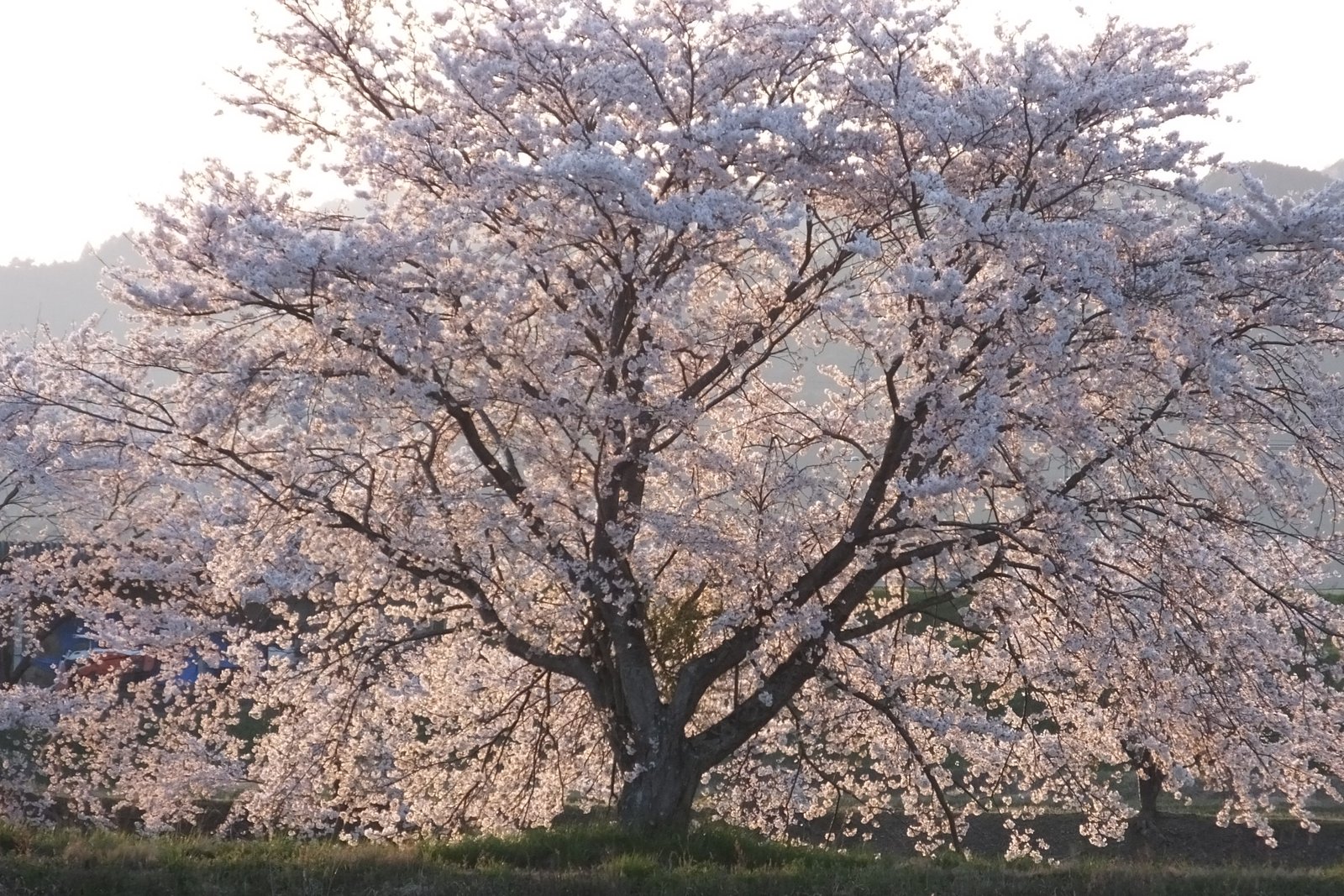 The Cherry Blossom (image credits: wikimedia)