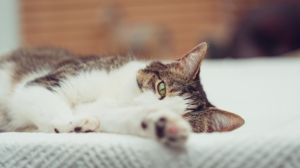 Owning a Cat Reduces Heart Attack Risk ๐ฑโค๏ธ (image credits: stocksnap)