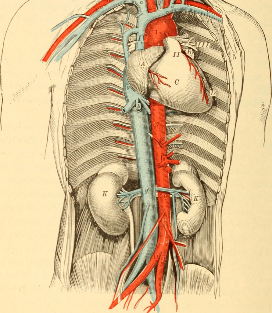 Kidney Diseases: An Unseen Burden (image credits: rawpixel)