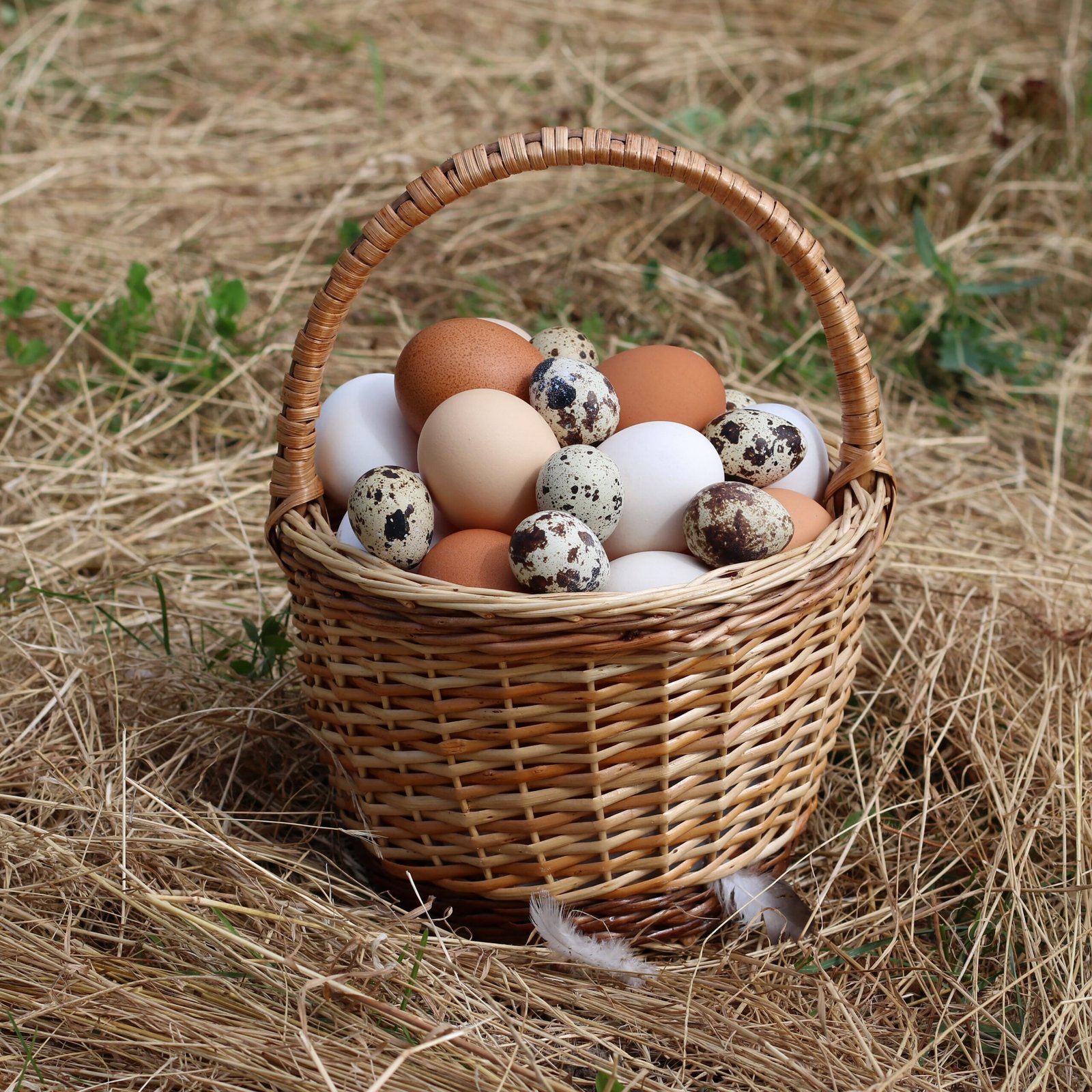 Eggs – A Protein Powerhouse for Weight Loss (image credits: wikimedia)