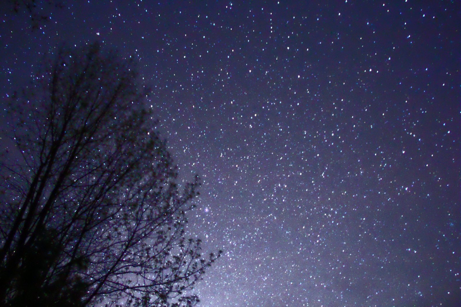 There Are More Trees on Earth Than Stars in the Milky Way (image credits: wikimedia)