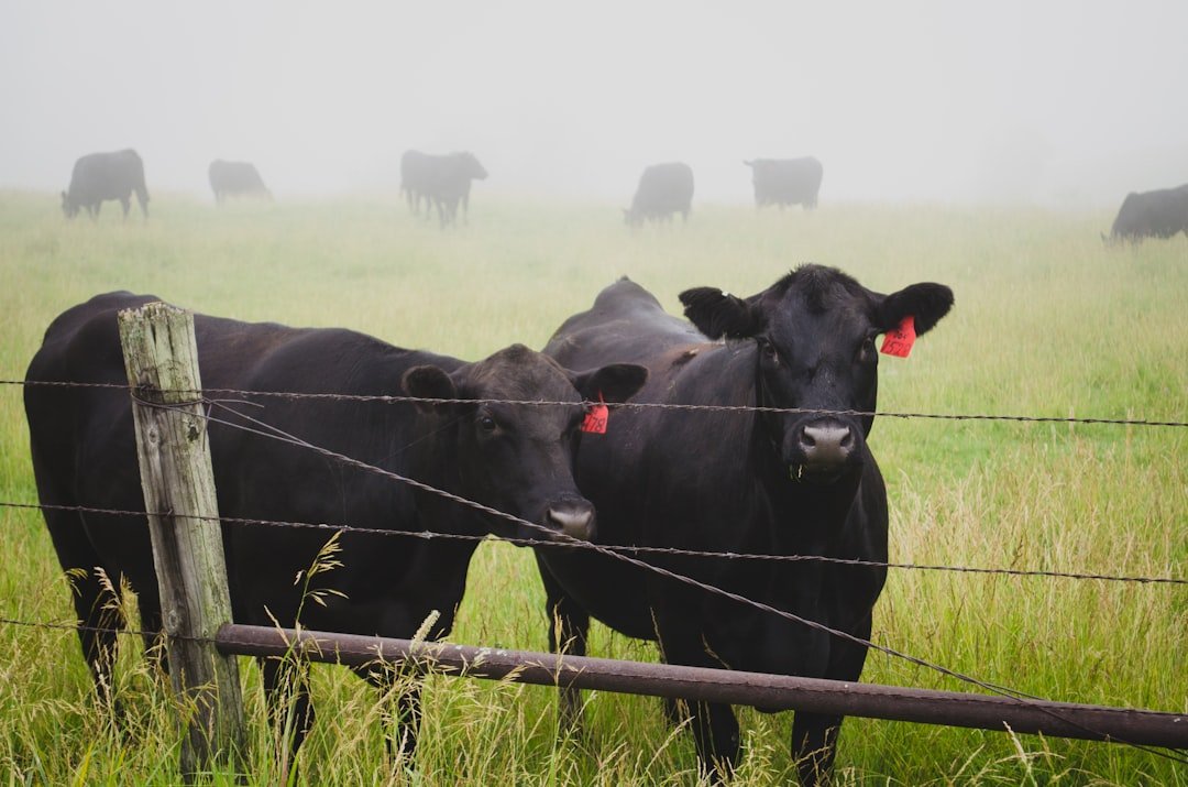 15. Cattle Burping Remedies (image credits: unsplash)