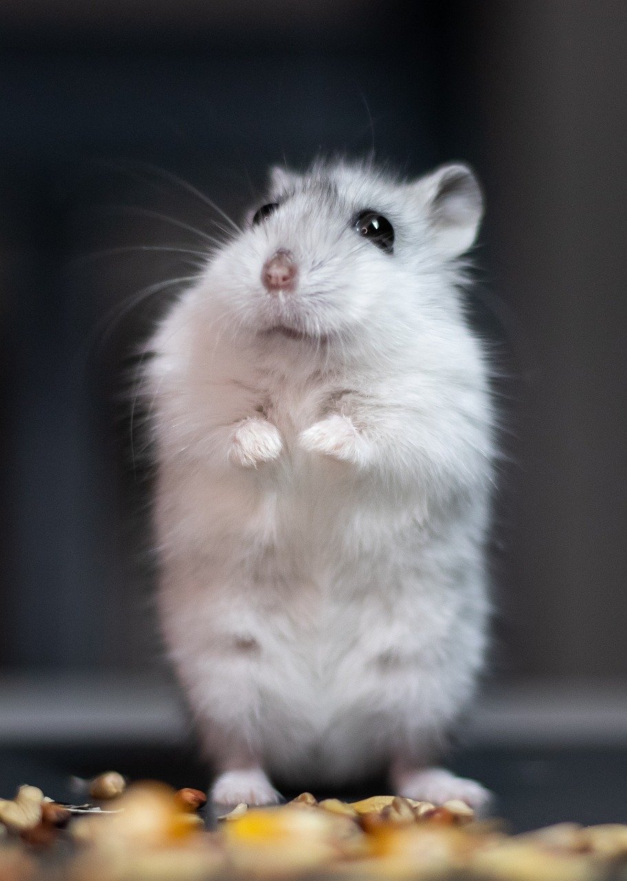14. Human Hamster Challenge (image credits: pixabay)
