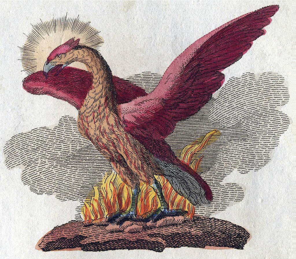 The Phoenix (Ancient Greece, Egypt, and China) (image credits: wikimedia)