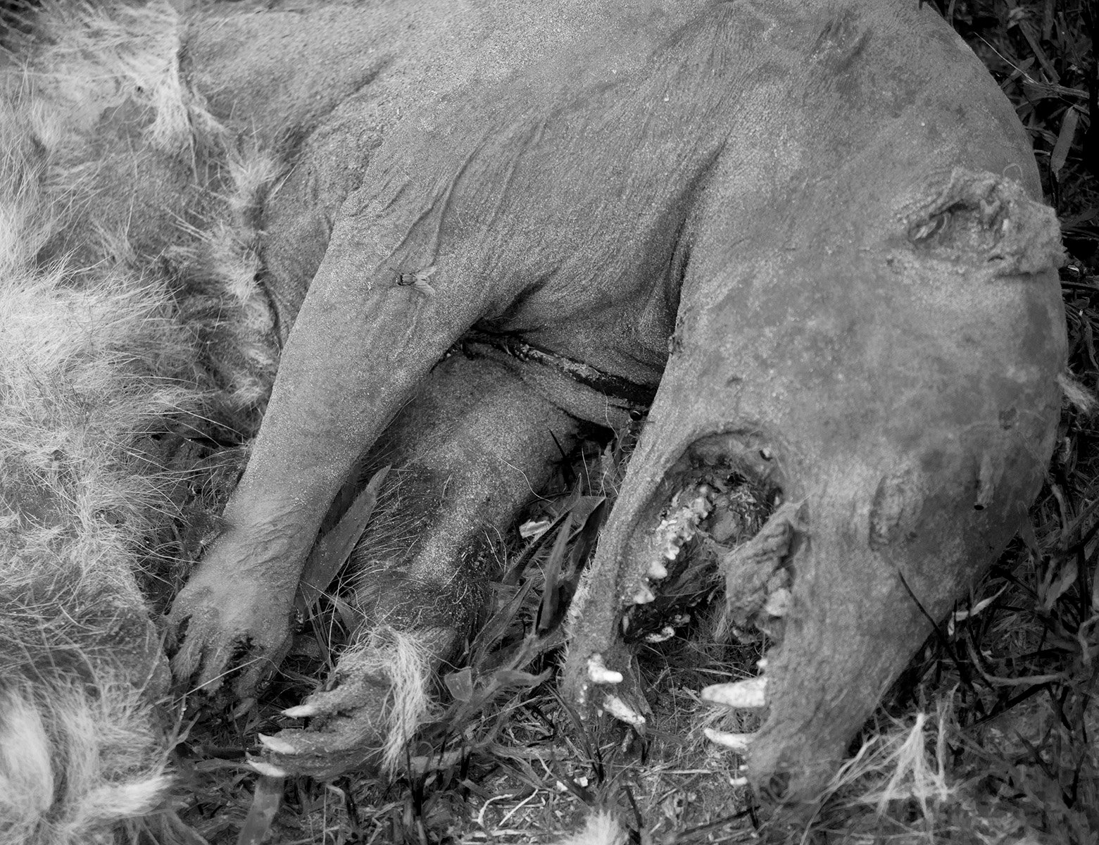 The Chupacabra (Latin America) (image credits: wikimedia)