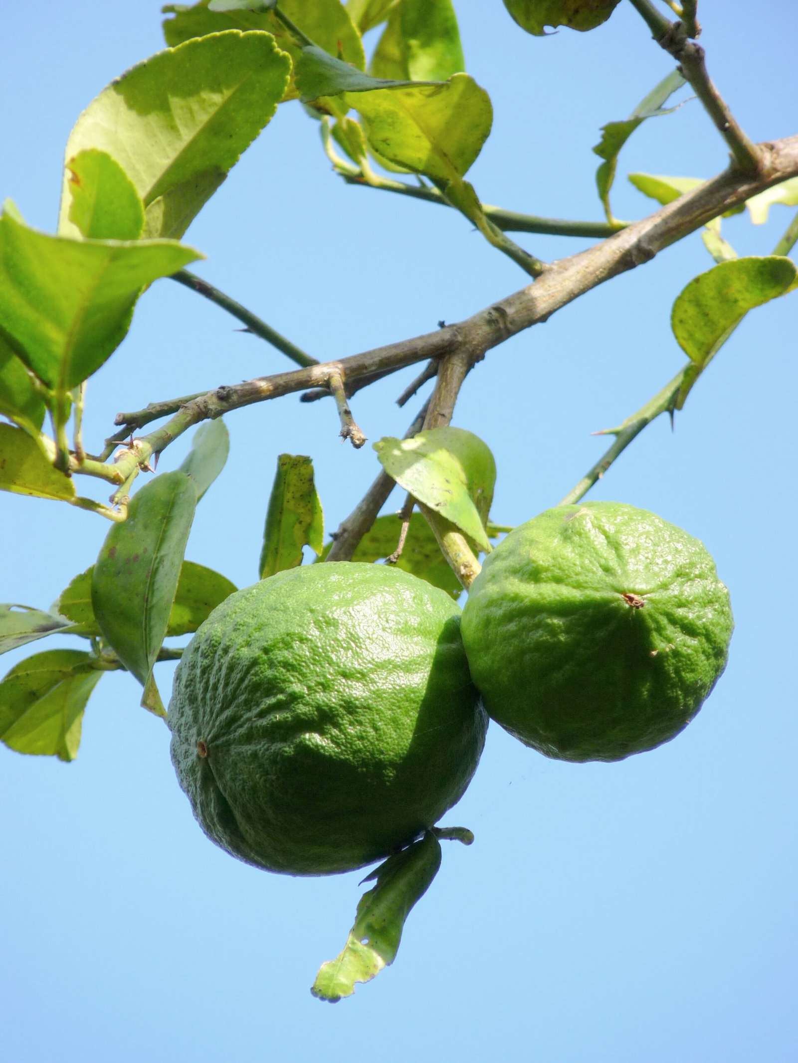 Citrus (Oranges, Lemons, Limes) (image credits: wikimedia)