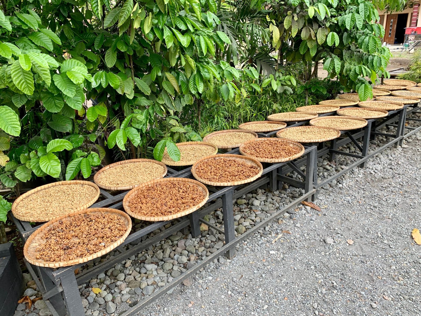 5. Kopi Luwak Coffee – Up to $1,320/kg (image credits: wikimedia)