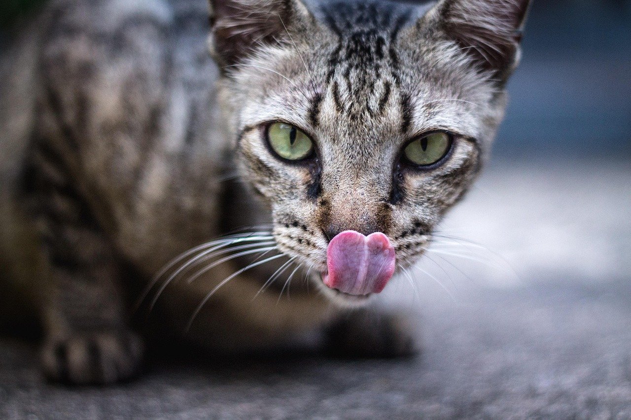 9. Cats (~470 taste buds) (image credits: pixabay)
