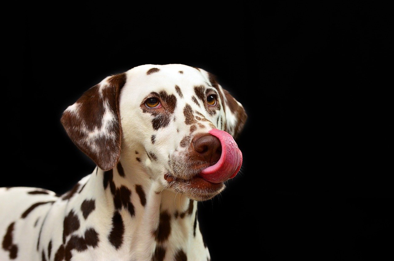 8. Dogs (~1,700 taste buds) (image credits: pixabay)