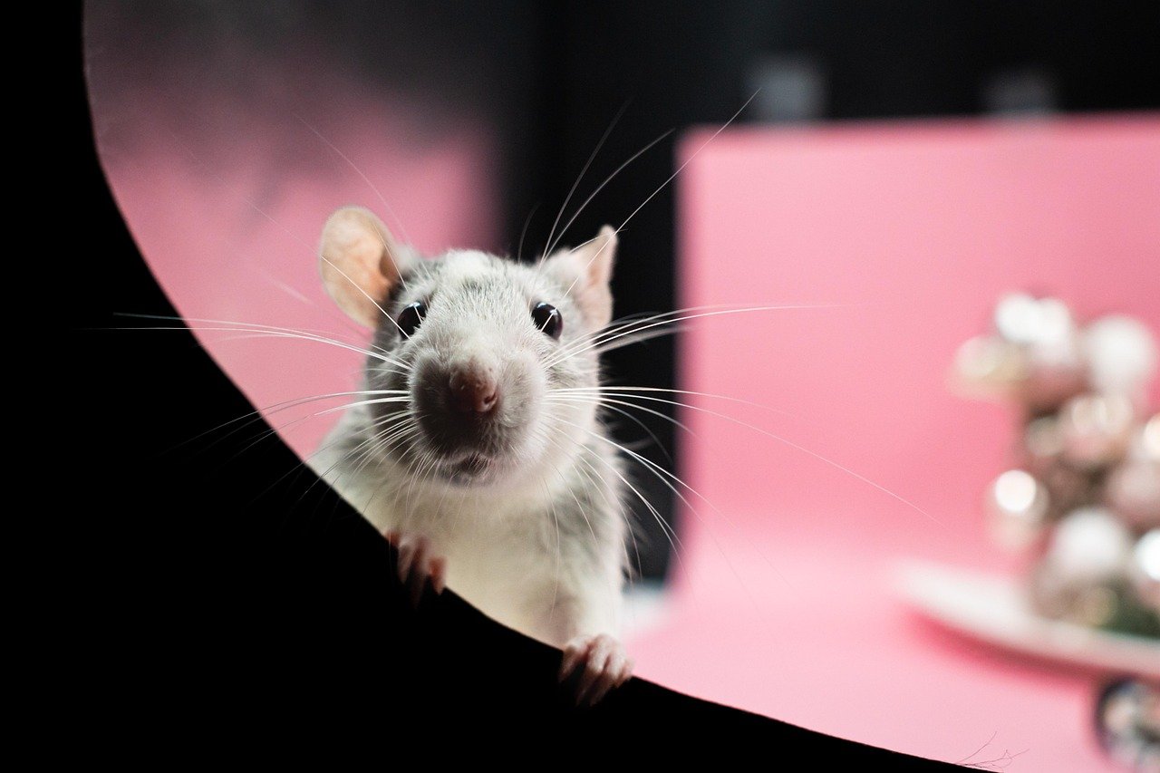 6. Rats (~12,000 taste buds) (image credits: pixabay)