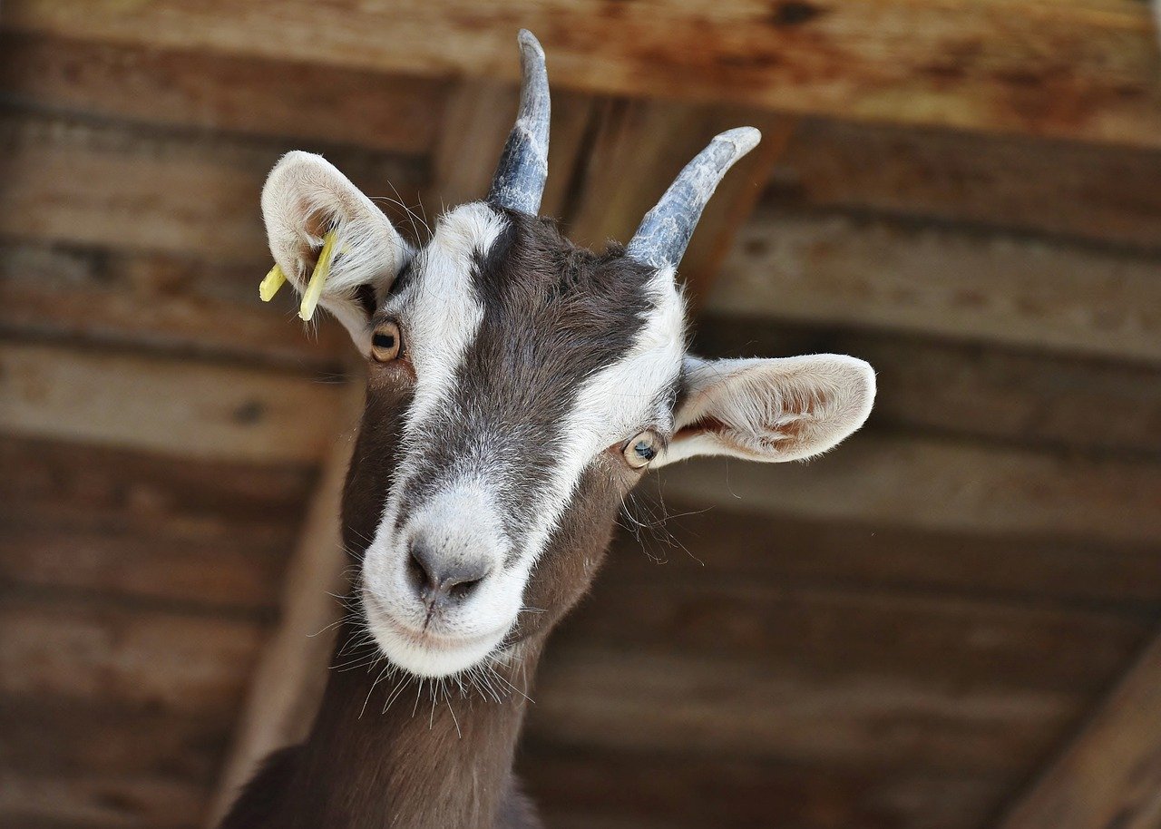 5. Goats (~15,000 taste buds) (image credits: pixabay)