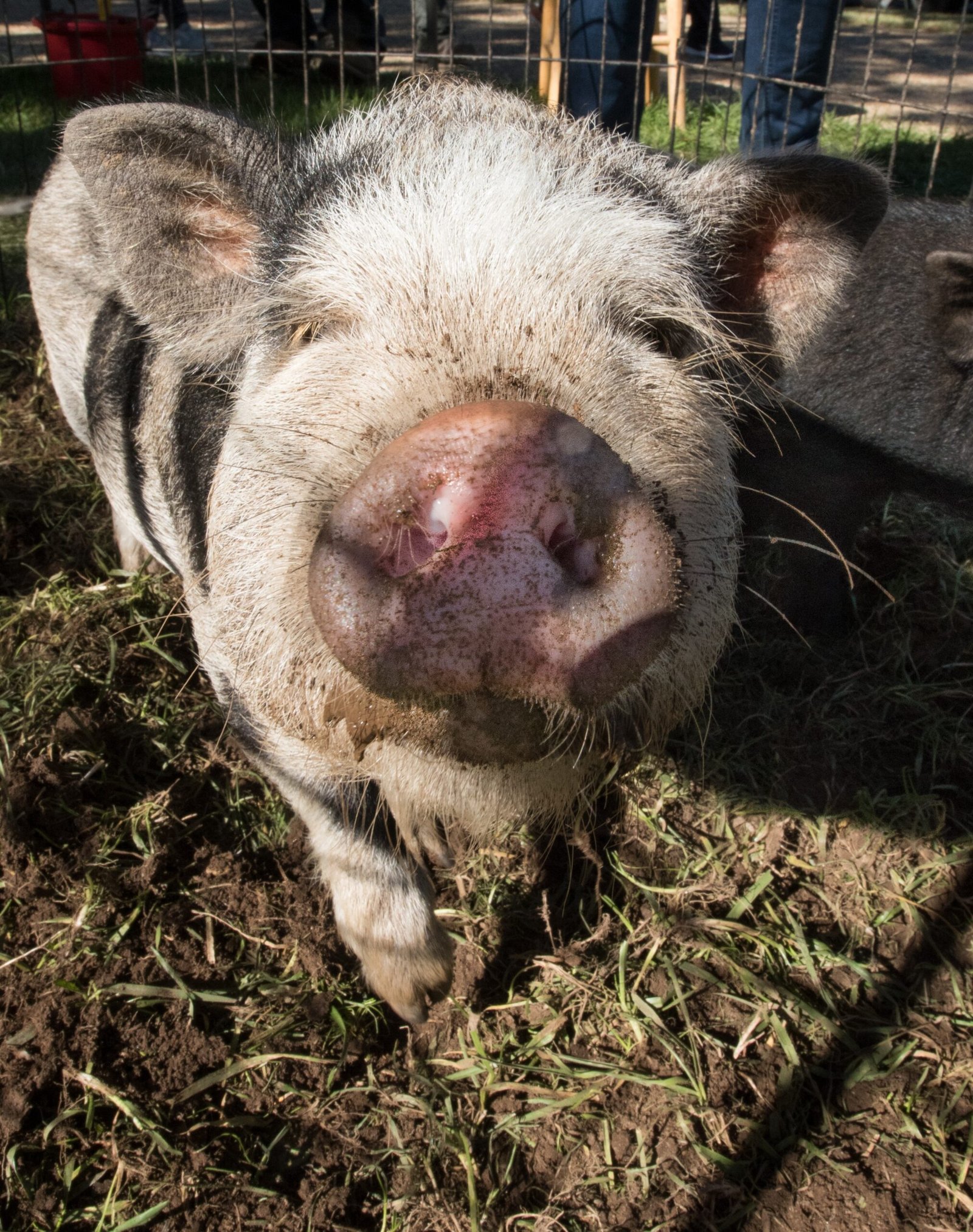 4. Pigs (~15,000 taste buds) (image credits: wikimedia)