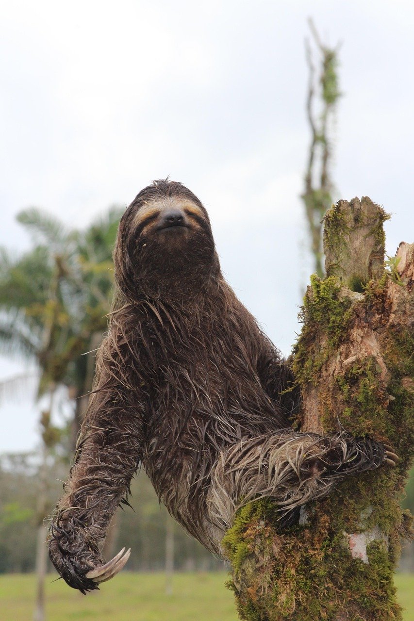 Sloth: The Sin of Apathy (image credits: pixabay)