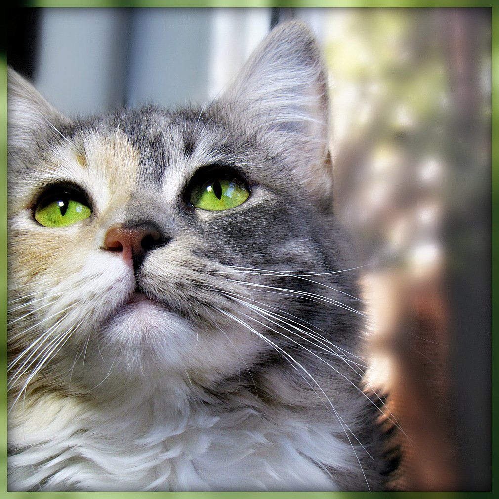 “Curiosity killed the cat.” (image credits: wikimedia)