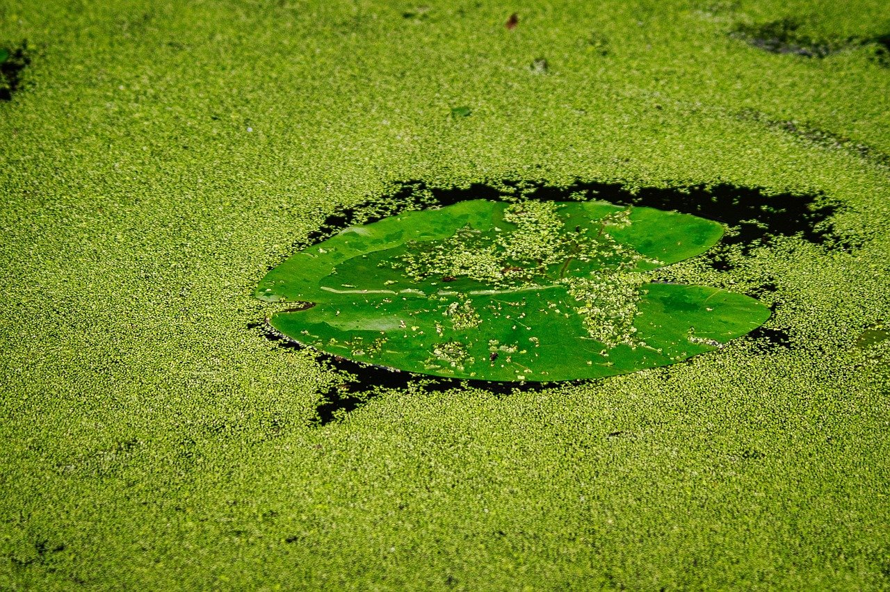2. Duckweed (Water Lentils) (image credits: pixabay)