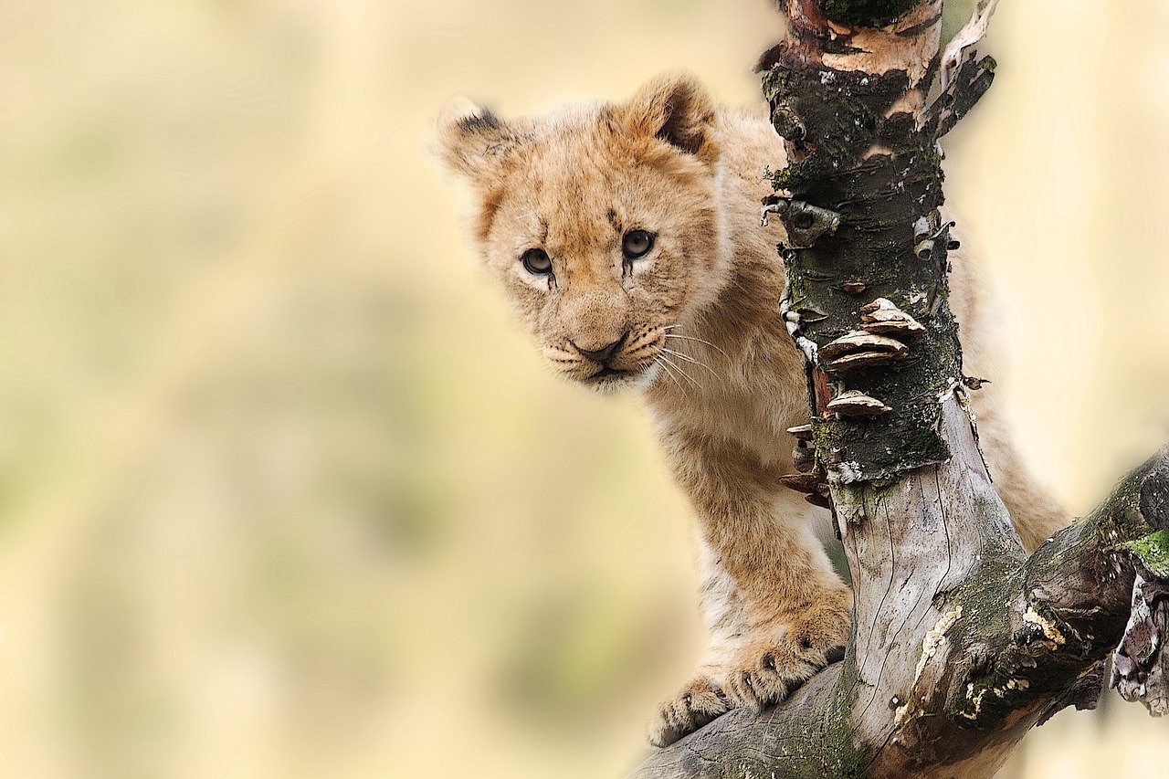 The Lion King's Original Title (image credits: pixabay)