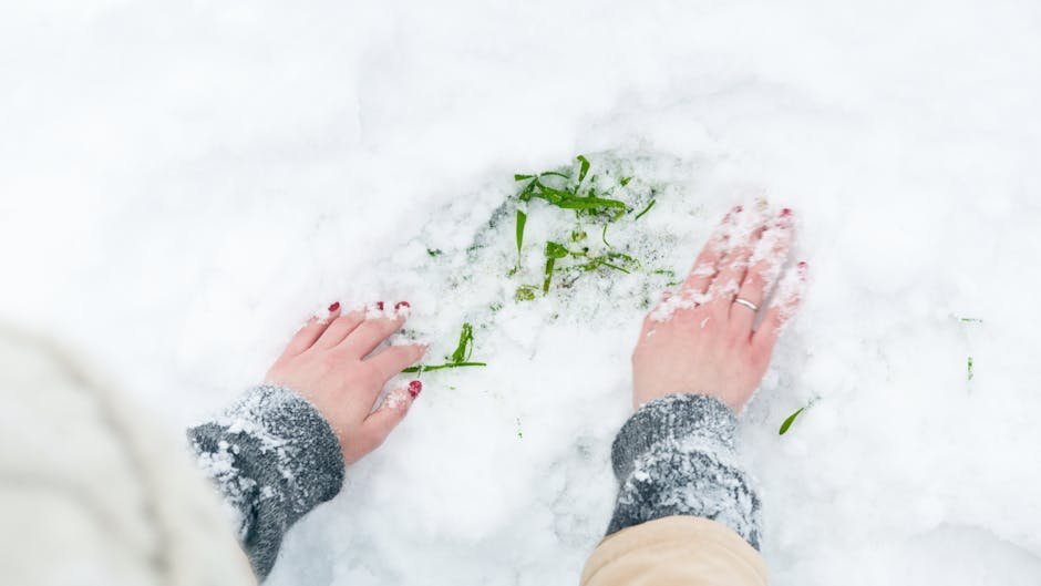 Winter: Protect & Plan (image credits: pexels)