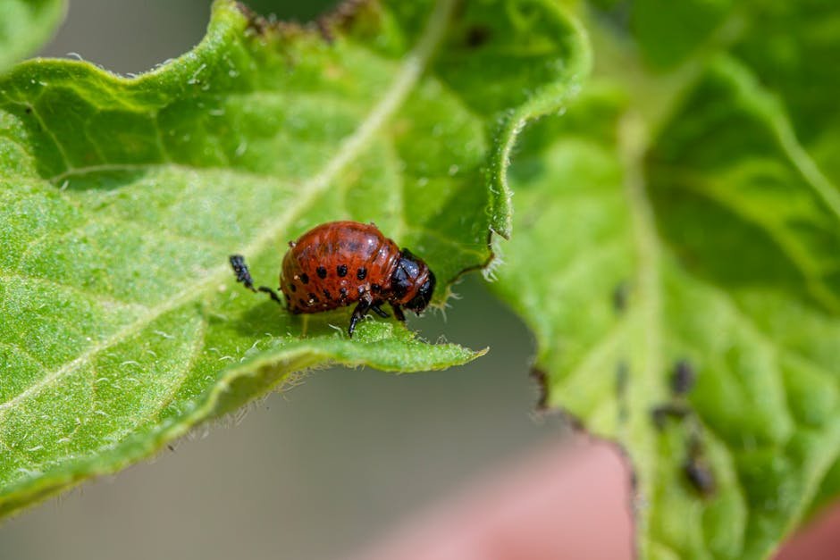 Pest Management: Keeping Your Garden Healthy (image credits: pexels)