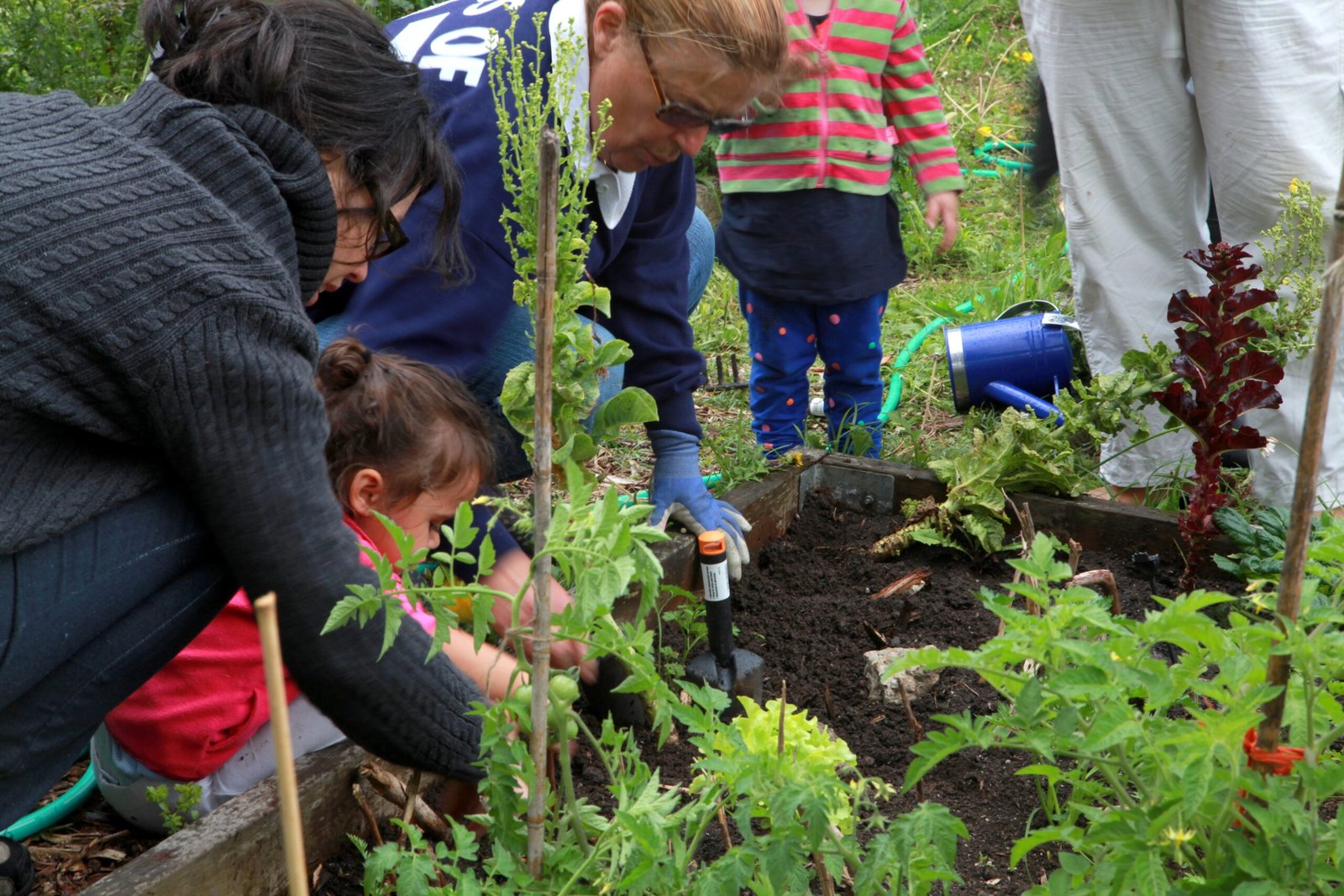 Community Gardening: Connecting with Nature and Neighbors (image credits: wikimedia)