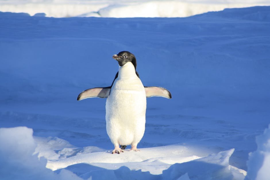 How does a penguin build its house? (image credits: pexels)