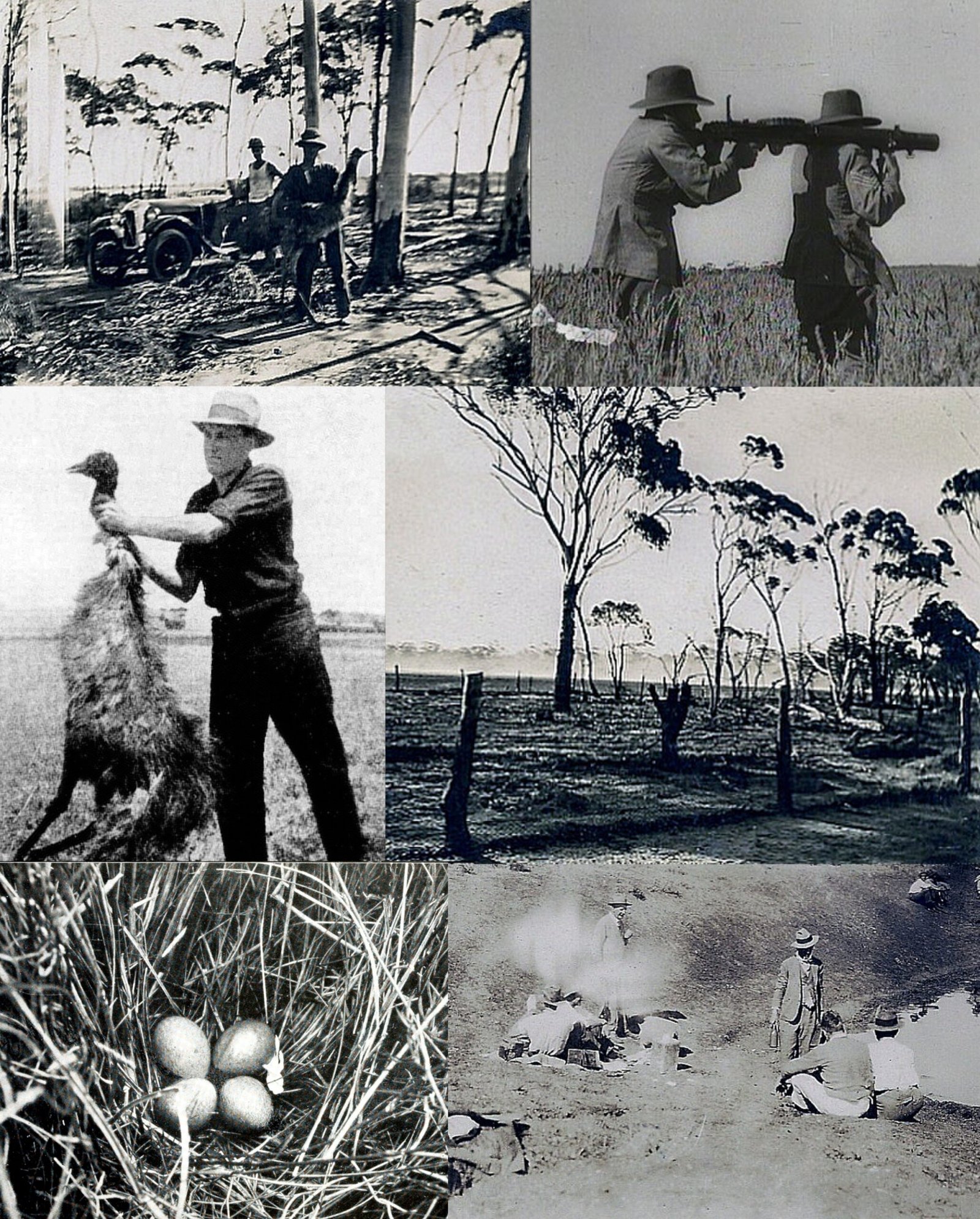 7. The Great Emu War (1932) (image credits: wikimedia)
