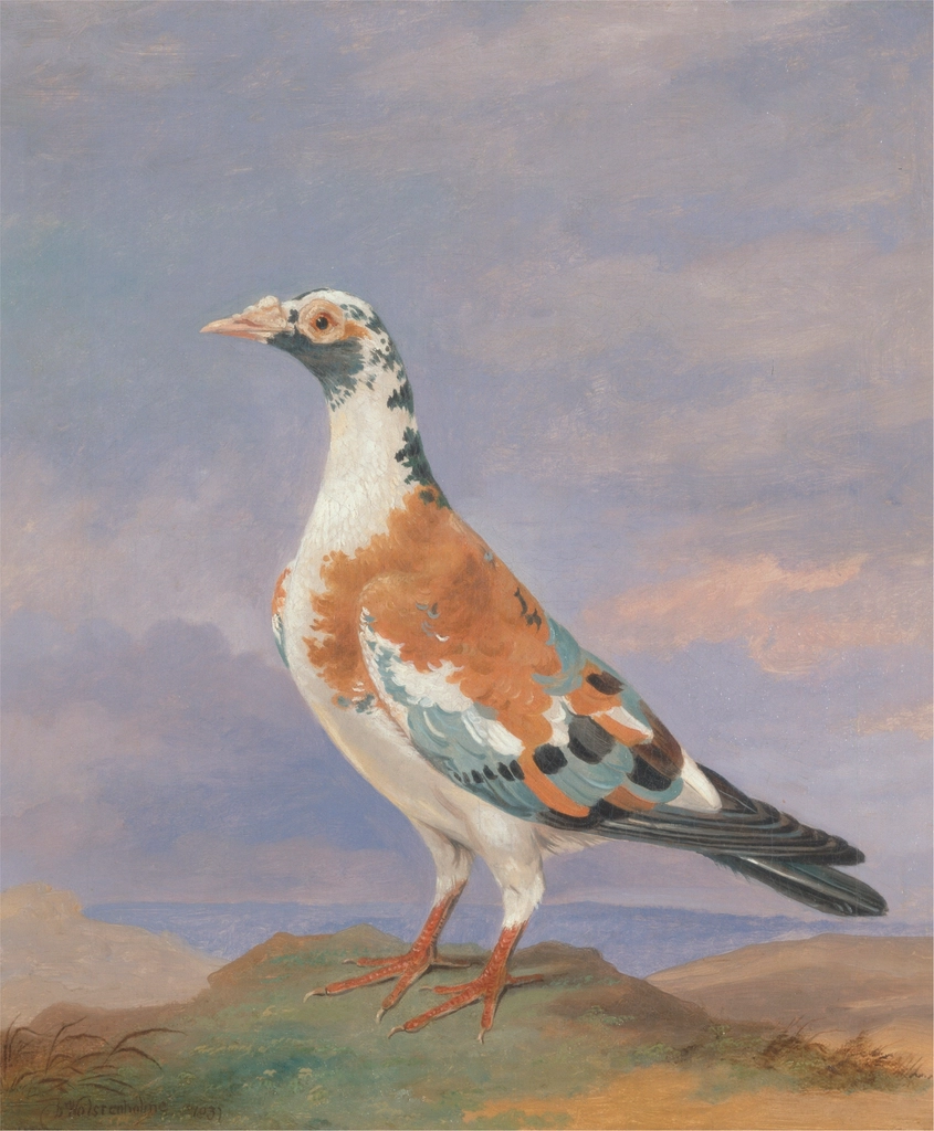 11. A Pigeon Delayed D-Day (1944) (image credits: rawpixel)