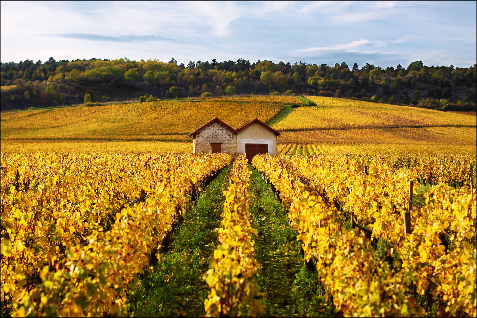 Burgundy, France: Where Terroir Reigns Supreme (image credits: wikimedia)