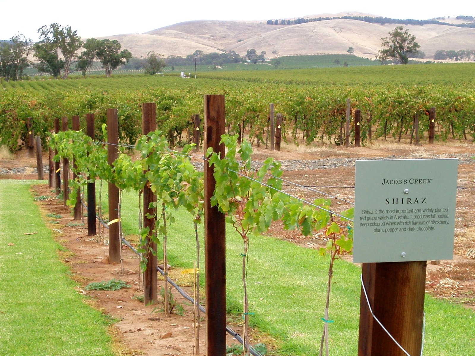 Barossa Valley, Australia: Shiraz Heaven (image credits: wikimedia)
