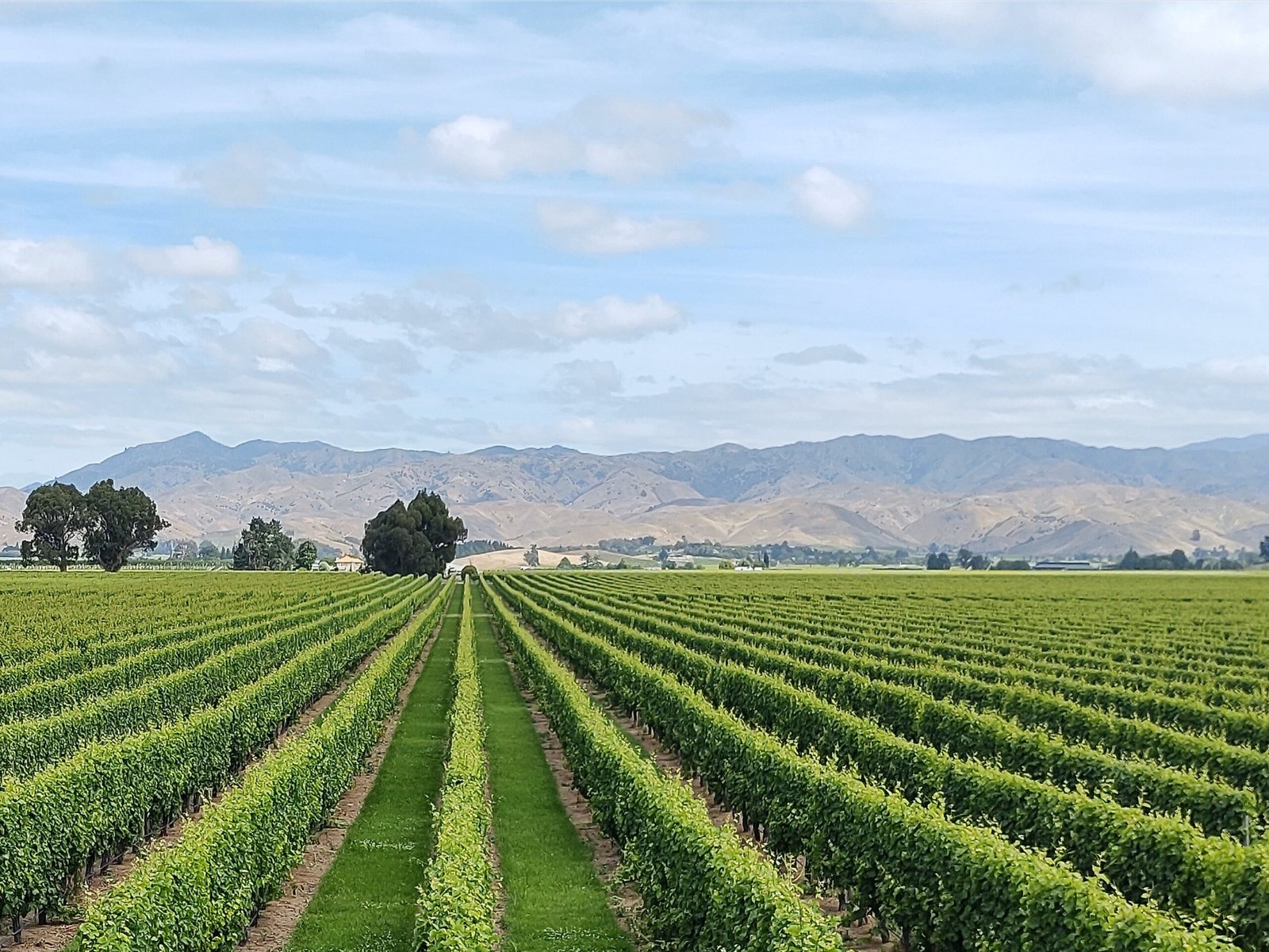 Marlborough, New Zealand: Sauvignon Blanc’s Playground (image credits: wikimedia)