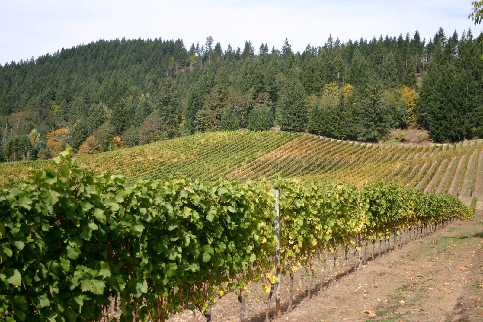 Willamette Valley, USA: Oregon’s Answer to Burgundy (image credits: wikimedia)