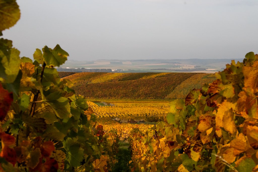 Champagne, France: Bubbles Worth Celebrating (image credits: wikimedia)