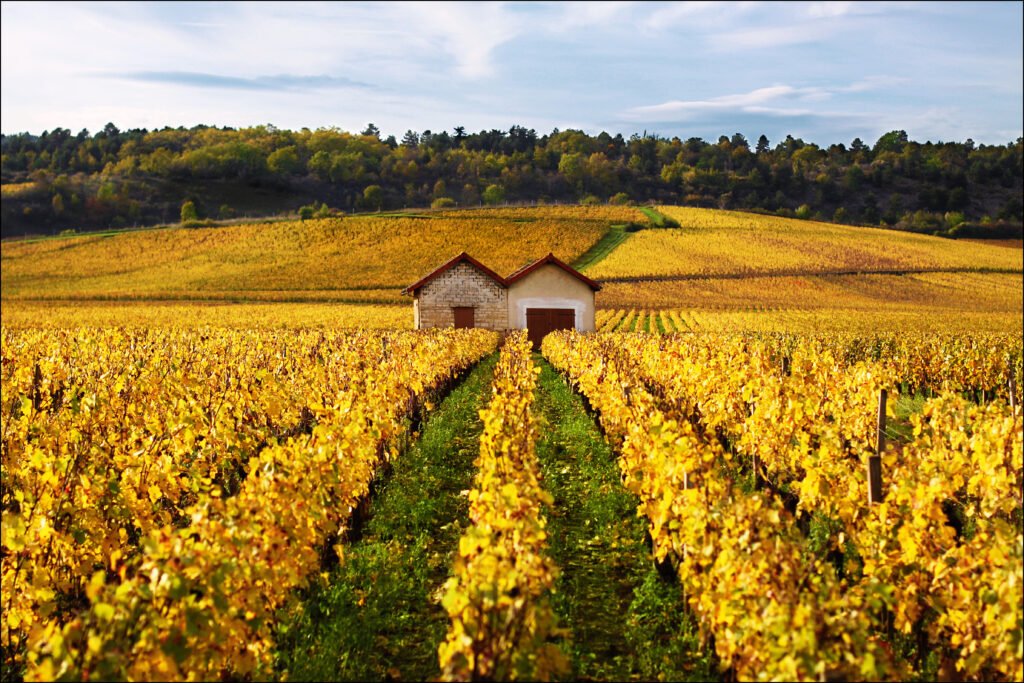 The Most Rewarded Wine-Growing Regions in the World