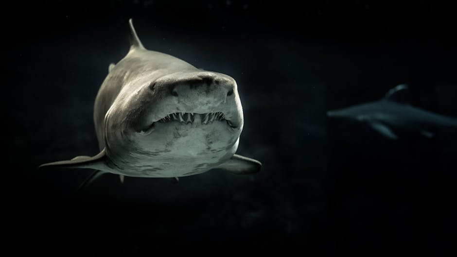 Led Zeppelin’s “Shark Incident” 🦈 (1969) (image credits: pexels)