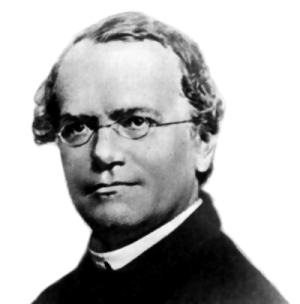 Gregor Mendel: The Father of Genetics (image credits: wikimedia)