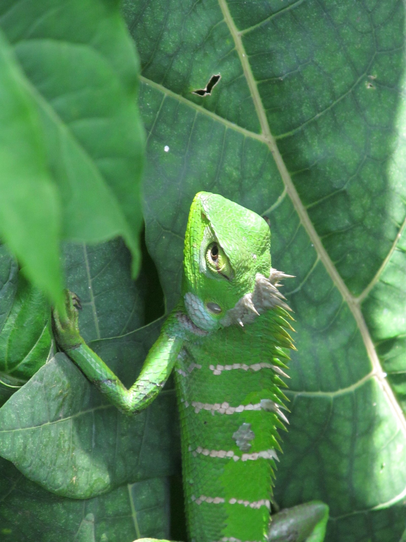 9. Chameleons Change Color to Blend in (image credits: wikimedia)
