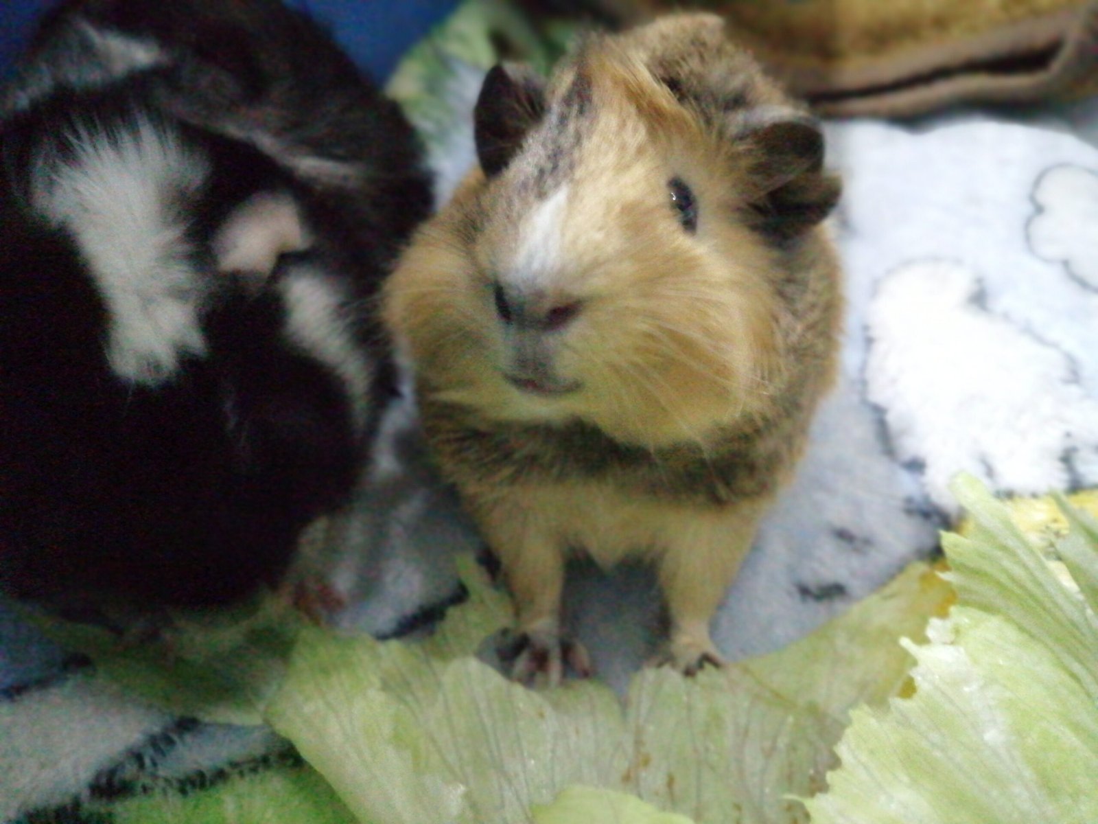 It’s Illegal to Own Just One Guinea Pig in Switzerland (image credits: wikimedia)