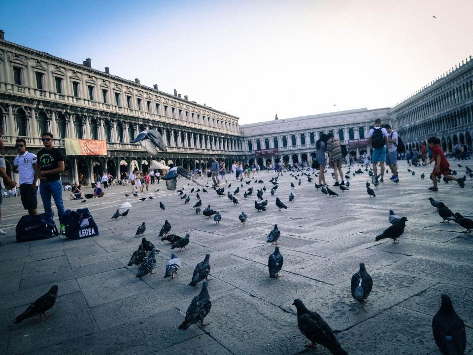 It’s Illegal to Feed Pigeons in Venice, Italy (image credits: stocksnap)