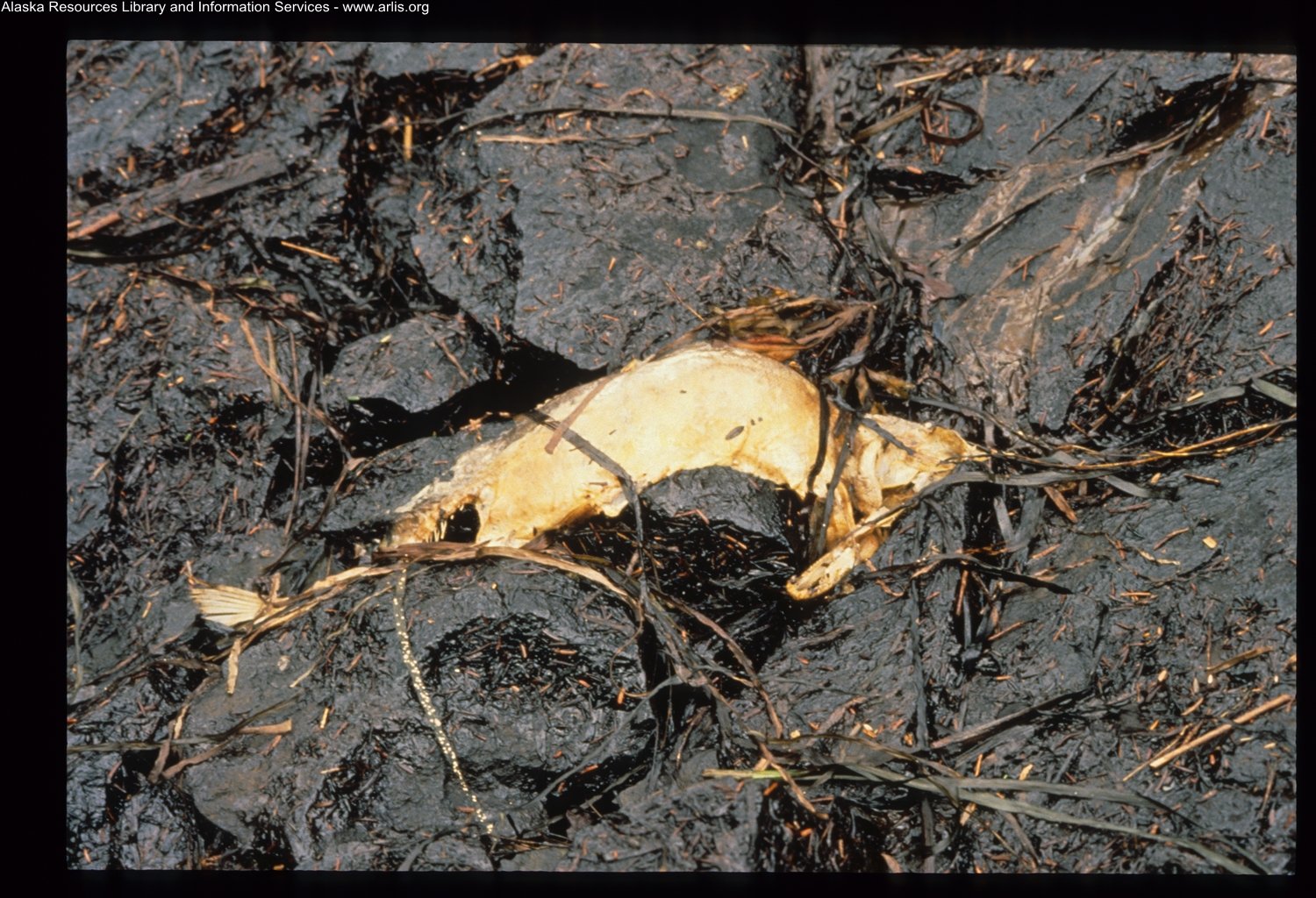 2. The Exxon Valdez Oil Spill (1989) – $7 Billion+ (image credits: wikimedia)