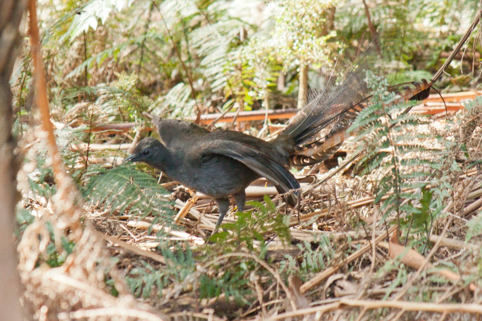 The Lyrebird: Nature’s Ultimate Mimic (image credits: wikimedia)